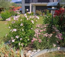 Un hibiscus précoce, le premier à fleurir chez nous, le Pinky spot, près d'achillées millefeuilles