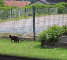 Pendant qu'on travaille, des ombres furtives çà et là...  Oh, ce n'est plus l'hyène brune habituelle, mais un deuxième chat, tout noir !