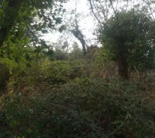 Le jardin arboré.