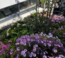 Jardin au raz de la fenêtre du salon