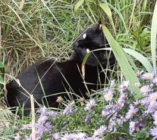 Noa dans les fleurs