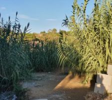 Cannes proven&ccedil;ales (sorte de bambous) envahissantes