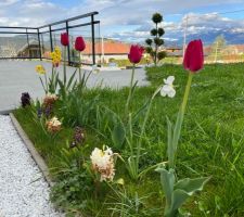 Fleurs de printemps