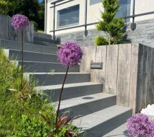 Allium dans l'entrée