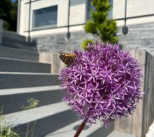 Allium géant et petit papillon...