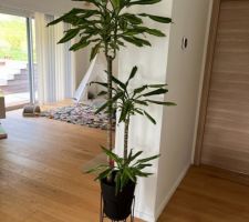 Derniers moments du ficus à la maison, car plante toxique pour notre nouveau venu, un petit chaton sacré de Birmanie...