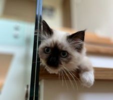 Et bonjour petit chaton Birman