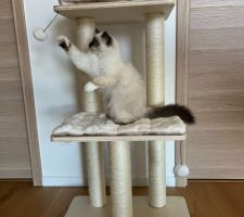 Et bonjour petit chaton Birman