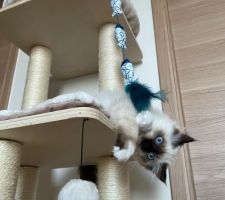 Et bonjour petit chaton Birman
