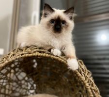 Quand l'arrivée d'un chat se conjugue avec conserver une décoration agréable...
Tokaj découvre son panier en osier