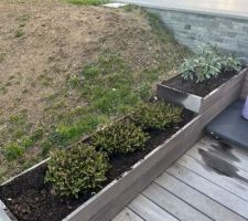 Bruyère d'hiver et pivoines pour les jardinières après la sécheresse, qui nous a contraint de retirer mon bel oranger du Mexique qui n'a pas survécu, et de déplacer les hortensias.