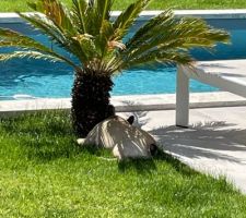 Cycas bien gardé!