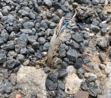 Déchet câble électrique dans le chemin d'accès
