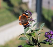 Encore un nouveau papillon sur buddleia, un Vulcain, ses chenilles ont besoin de feuilles d'orties ; avoir des orties dans un coin, c'est bien