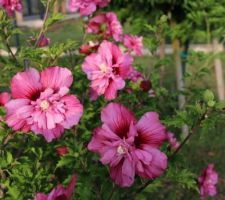 Hibiscus tardif de septembre, Freedom (lorsque les autres sont moches)