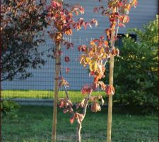 Entourage métallique mis aussi au Parrotia de Perse récemment planté