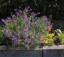 Salvia greggii, sauge d'automne, fleurit l'été, sera encore belle en octobre