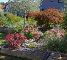 Sedums et euphorbes, des plantes mellifères