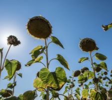 Tournesol