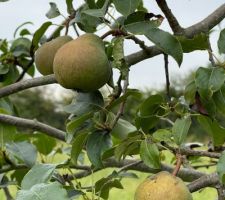 Poire du jardin