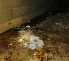 Eaux usées non raccordées au tout-à-l'égout
tout se déverse dans le vide sanitaire