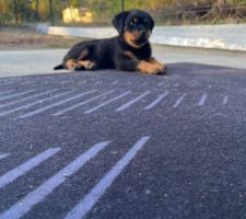 Notre nouvelle habitante Tya femelle rottweiller 2 mois et demi