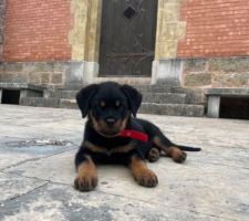 Notre nouvelle habitante Tya femelle rottweiller 2 mois et demi