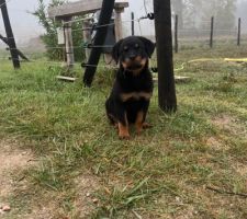 Notre nouvelle habitante Tya femelle rottweiller 2 mois et demi