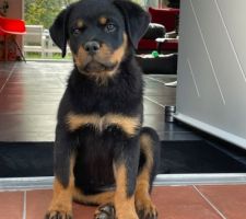 Notre nouvelle habitante Tya femelle rottweiller 2 mois et demi