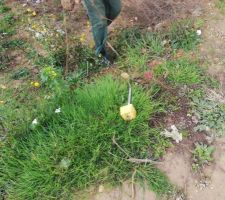 Borne perdu au milieu des terrains