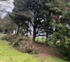 Les travaux d'élagage se poursuivent