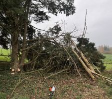 Les travaux d'élagage se poursuivent