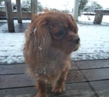 Première neige pour orégan il s'est roulé dedans trop content et revient chercher un peu de chaleur à la maison