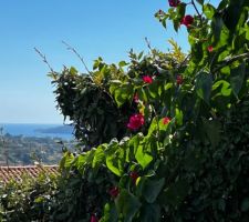 Bougainvillea vue mer