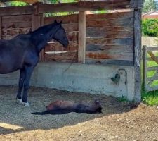 Un nouveau voisin ! Un poulain (et sa maman) né il y a quelques jours. Je ne suis pas observateur, je n'avais pas remarqué que la jument était enceinte (pourtant c'est visible en général).