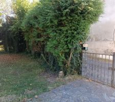 Les arbres du début du jardin. On a la même chose sur toute la section nord, des arbres pour certains résineux, et d'autres pas encore identifiés, car des grimpants les ont littéralement colonisés. Un gros boulot à prévoir là aussi