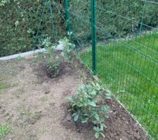 On aménage au fur et à mesure le jardin. Ça prend forme !