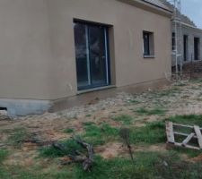 Crépis en cours