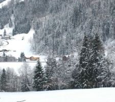 La Bistorte dans le paysage hivernal