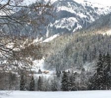 La Bistorte dans le paysage hivernal