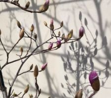 Début de floraison du magnolia.