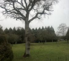 Vu chambre au nord, des fois il y a des moutons