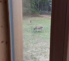 Des cerfs dans le jardin... ou presque