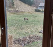 Des cerfs dans le jardin... ou presque