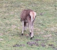 Des cerfs dans le jardin... ou presque