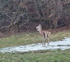 Des cerfs dans le jardin... ou presque (ce sont des femelles, des biches en fait)