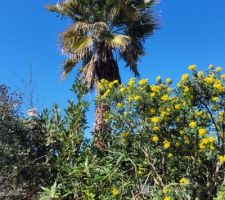 Floraison genêt sur le terrain