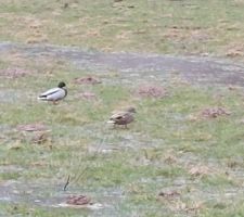 Des canards cancanent au jardin (presque)