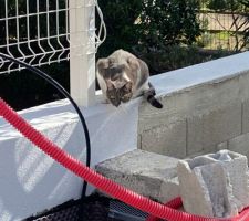 Un copain pour Pepita !