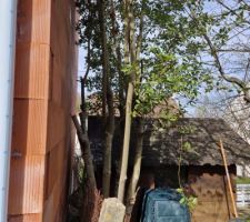 Arbre gênant pour faire l'enduit